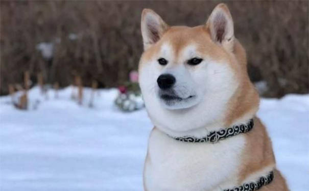 柴犬排名_柴犬头像(3)