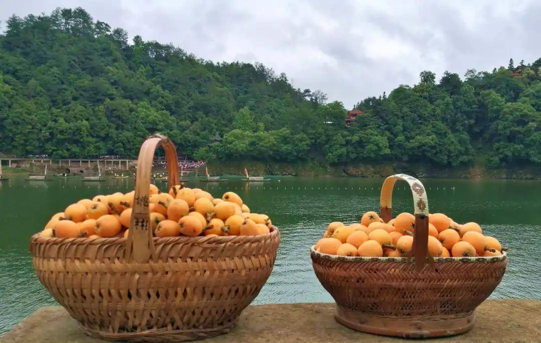 三潭枇杷,初夏的清纯滋味_新安江