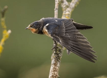 成语燕子什么_燕子蛋是什么样子(3)
