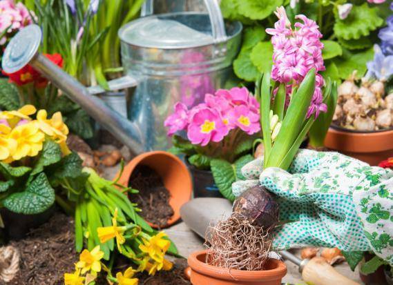 怎么养花草长得更茂盛教程 d5738df6a3b44938a3c2b05b9f2f18c6.jpeg