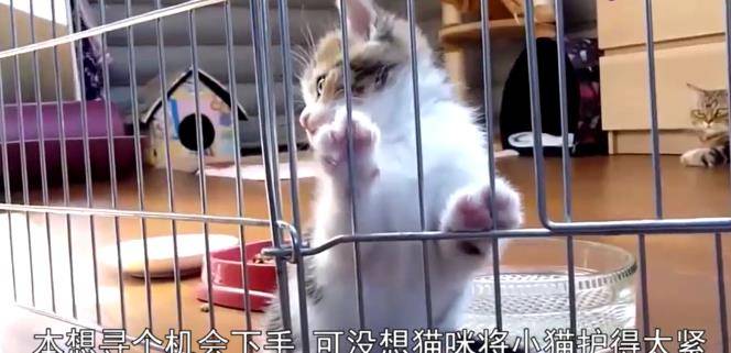 怎么抱小猫崽 4c067e69cf0a4d89affa6e72f1075fa6.jpeg