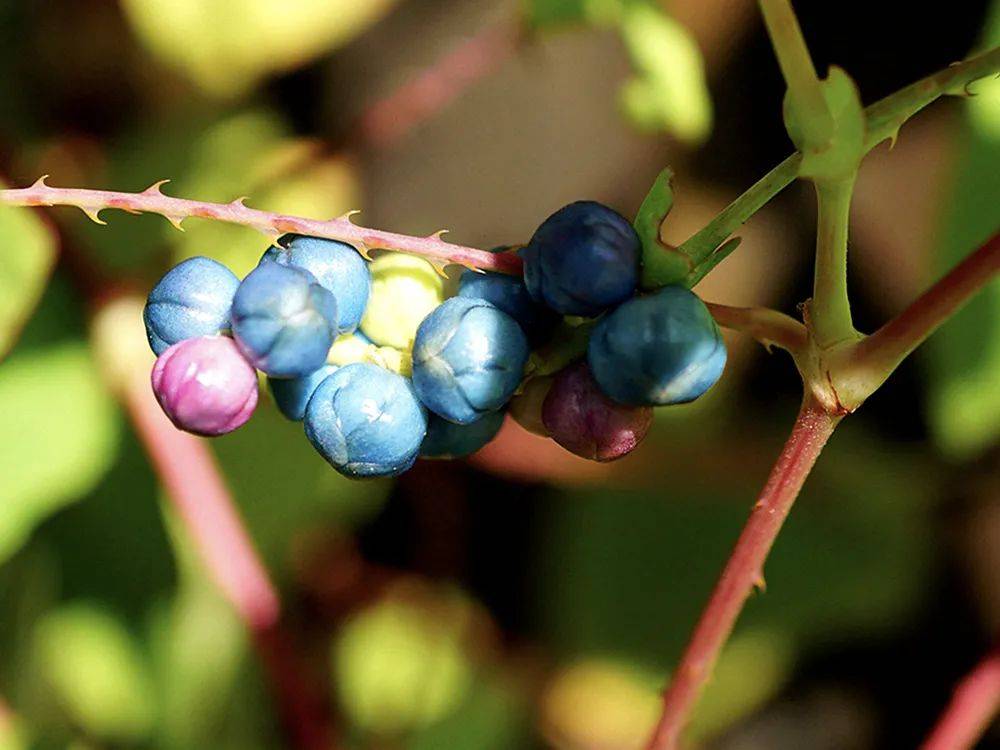 原创一种带刺野草,蛇见到掉头就跑,是治蛇伤良方,农村娃却当零食吃