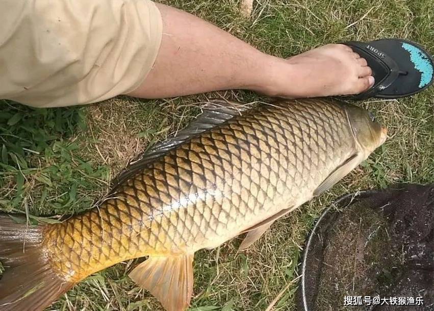 化绍新李大毛的这一做法,遭到许多钓友嘲笑,大师错了吗?_大鱼