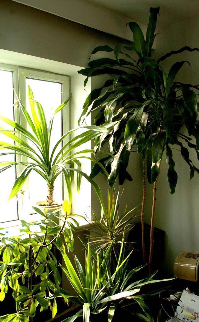 做"2步",不掉叶不烂根,漂亮又耐冻_植物