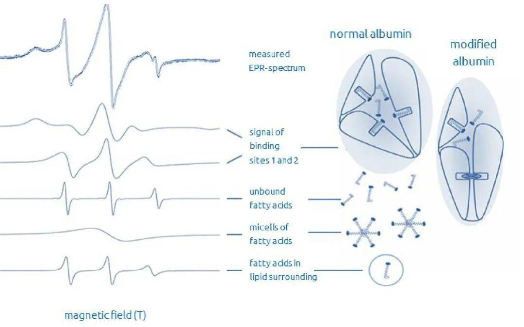 信息|电子顺磁共振波谱仪（EPR）丨生物医学应用