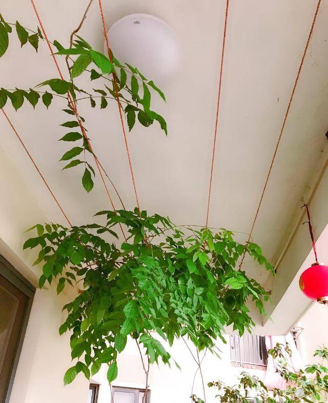 阳台光照充足,就养"3种花",不怕晒不怕热,长成瀑布开成花海_金银花