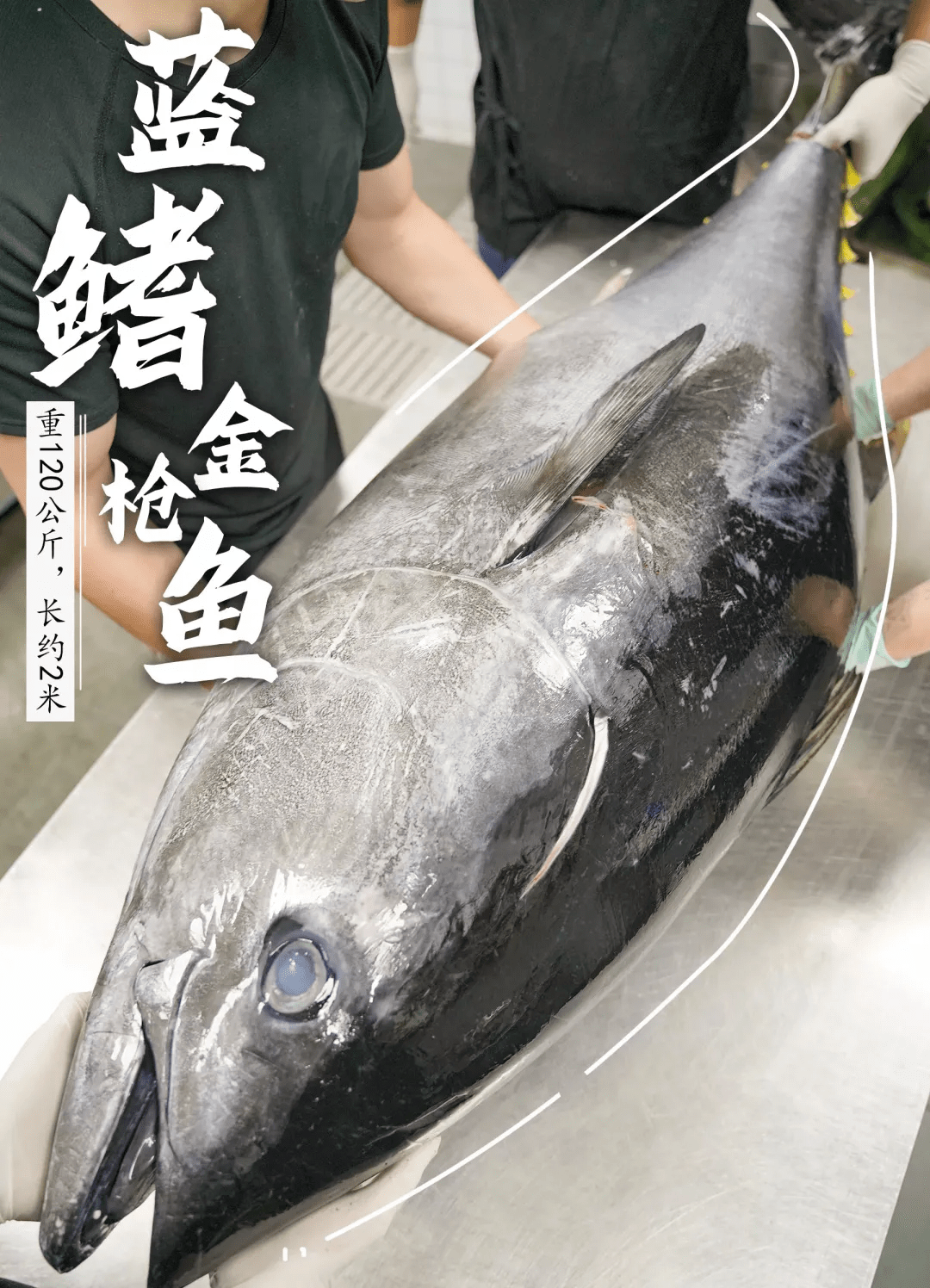 蓝鳍金枪鱼开鱼秀,现煮活鲍鱼,免费吃!