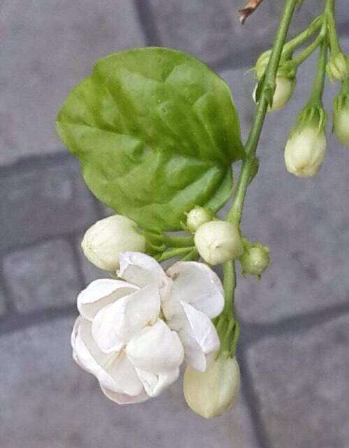 10月養茉莉花,一個施肥