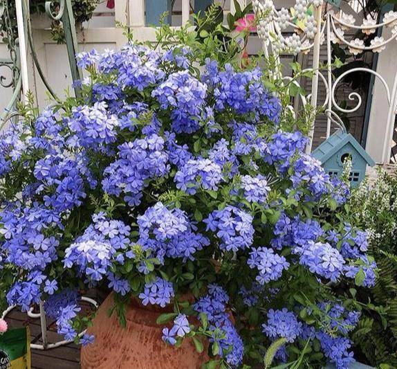 蓝色花盆种什么花搭配图片