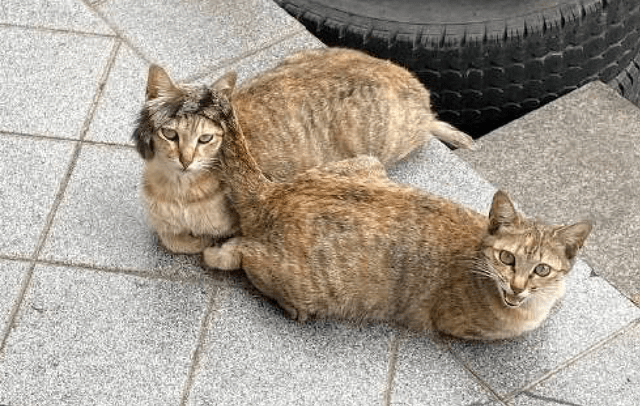 663eabbc2be74e27840fbdf5a22cfe7c.png