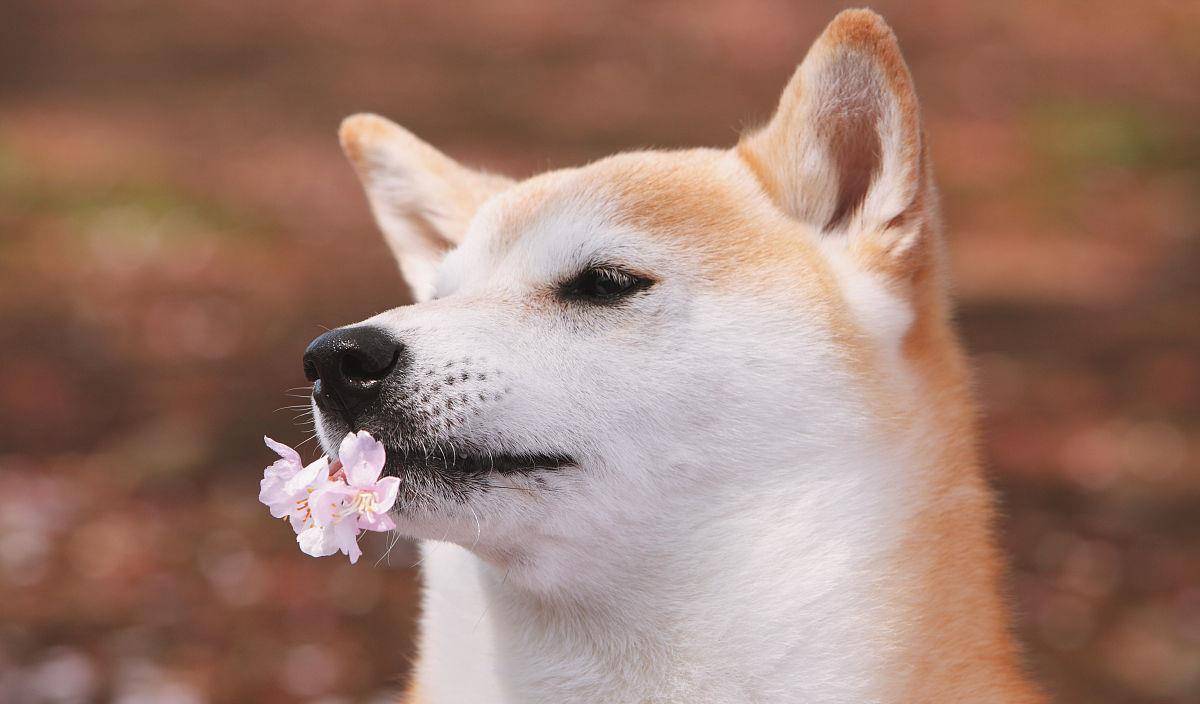 柴犬聰明嗎 柴犬智商分析 科瑞卡科普 無名客棧