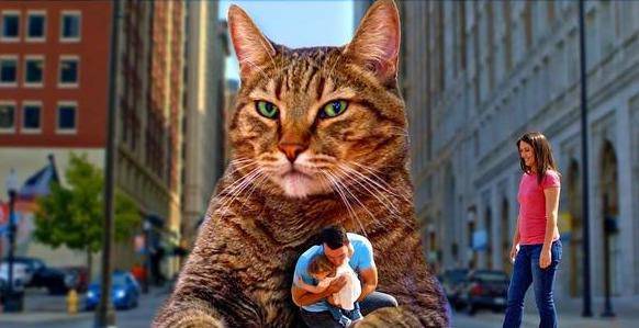 花猫是几声 9bb26af73b9c4b44ad9a0a53bd4ff721.jpeg