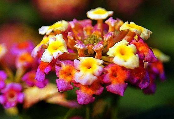 养花就养4种花,家里养一盆,沾土就能活,开花就爆盆