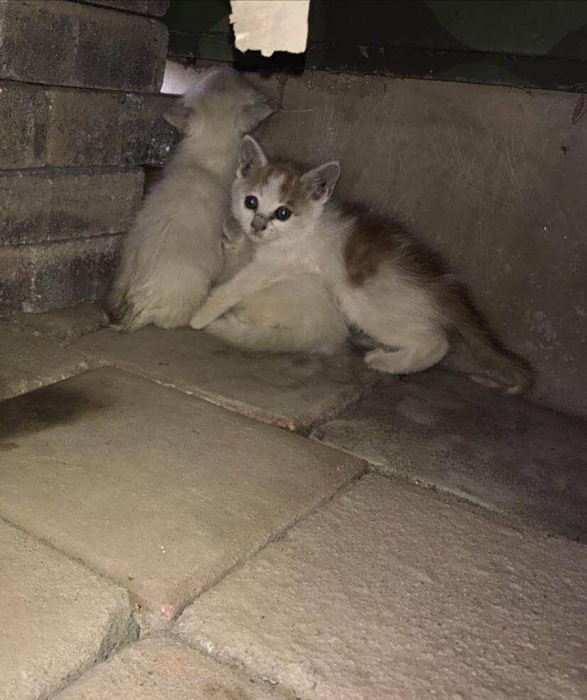 小猫咪叫声找妈 0631923622234d8b8bd6c79bf47ff03b.jpeg