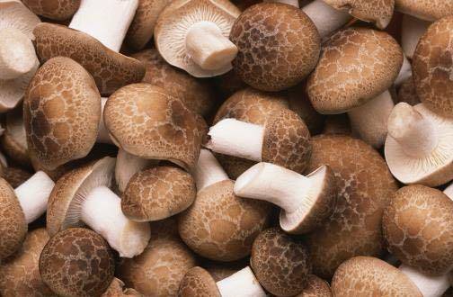 原创挑选香菇,不要挑个头大好看的香菇,牢记这3点,保证个个鲜美