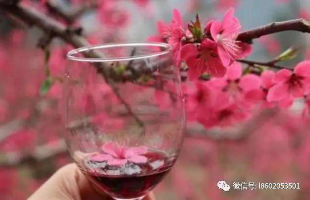 水果做酒制作方法 0f190f42f24c4d728217f1bce62992e9.jpeg