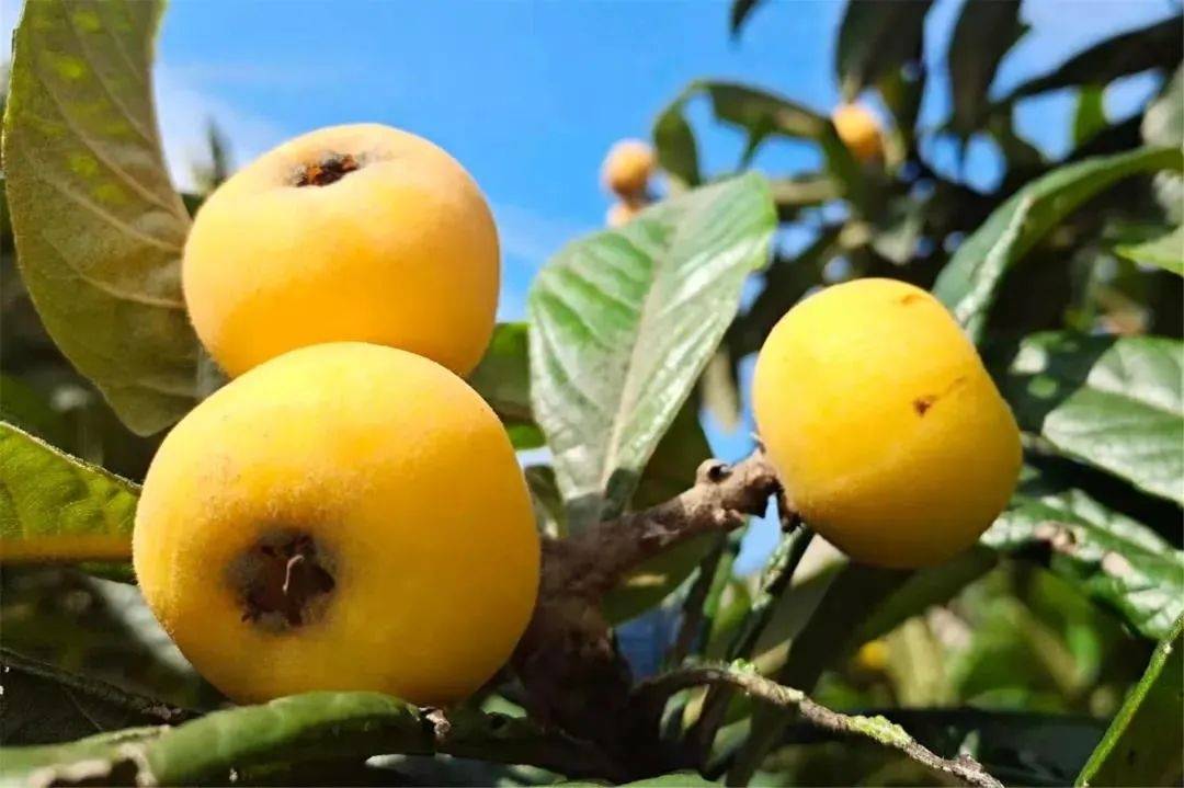 吃枇杷不用去苏州,嘉定本地就有