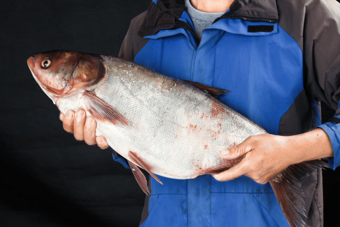 钓鲢鳙的最佳方法,钓底比钓浮更方便,效果更好