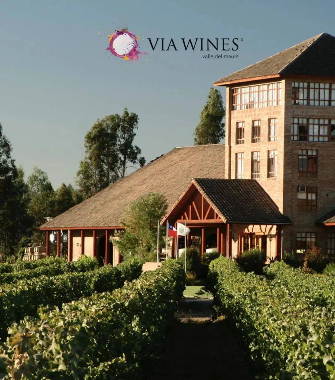 Wines|Wines of Chile明星阵容亮相Wine to Asia 2021,呈现智利魅力!