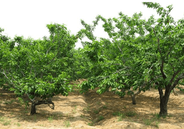 樱桃树的种植与管理大棚 a08a7056dc0b4527a5efeb22ad7e1bbd.png