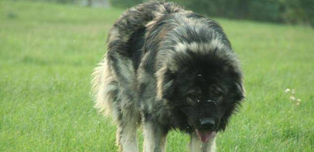 世界上最大的狗高加索 edbeef1bffe84bcea9de3b3220c283f8.jpeg