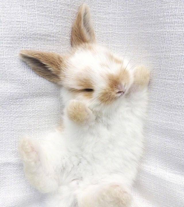 那些你搞不懂的宠物兔 或许你也想养只兔兔吗 兔子
