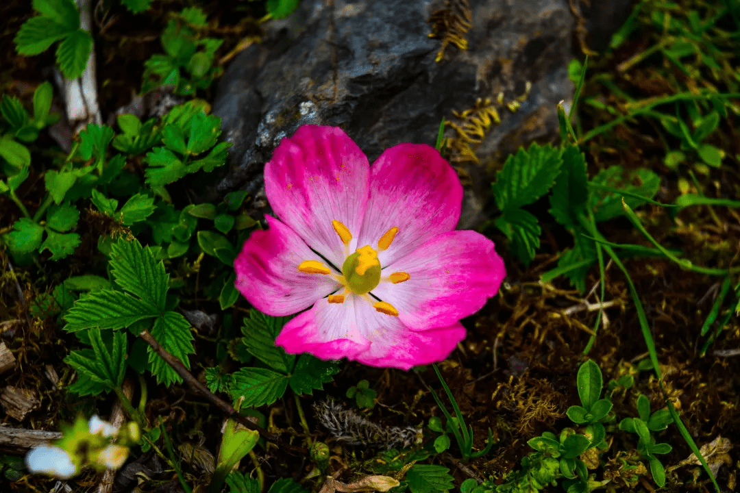 美不胜收);长坪沟虫虫角瀑布,呷绒嘟瀑布观景点有零星的杜鹃花(适合
