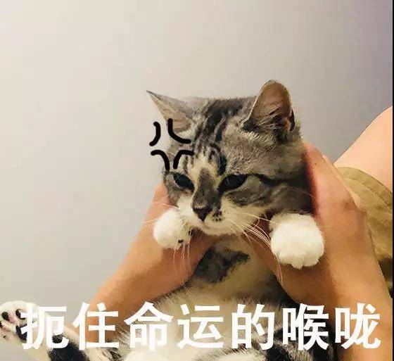 猫咪不吃药怎么办