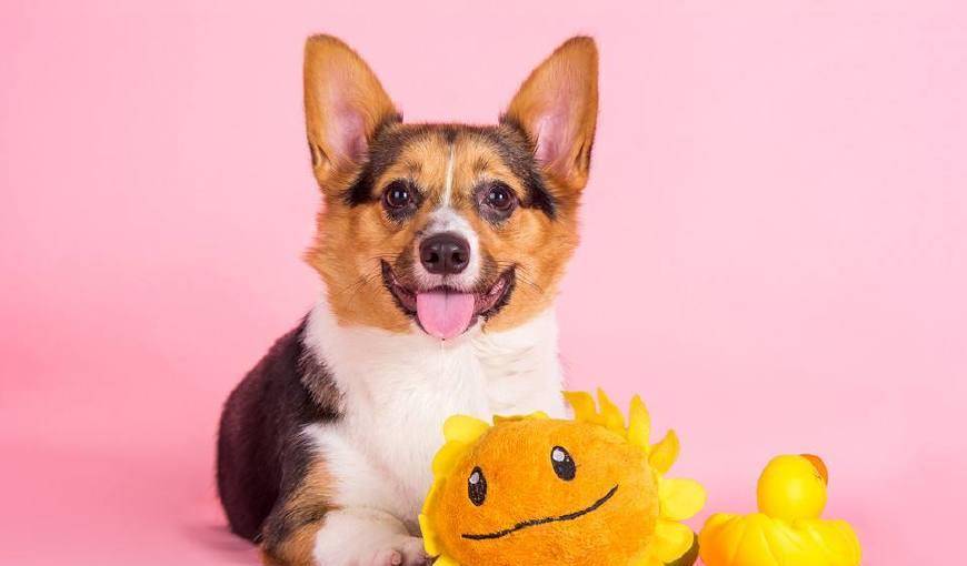 网友笑柯基长成了这样 柯基 你以为我想这样吗 主人 怪我咯 狗狗