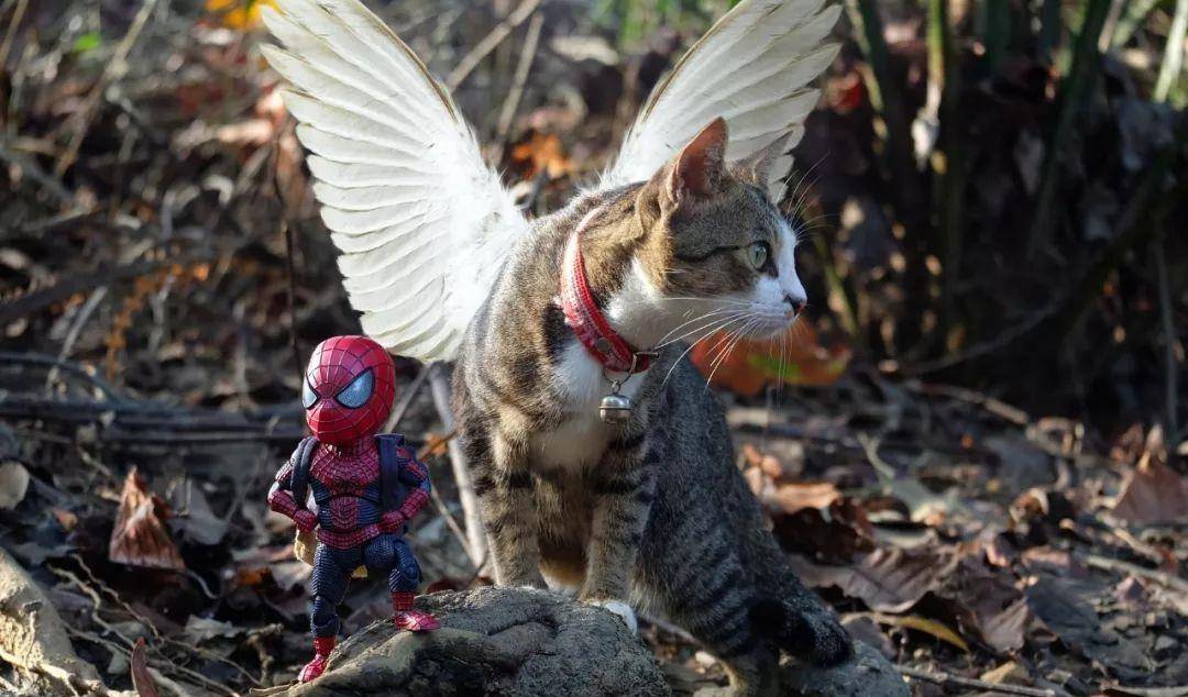 猫咪和蜘蛛侠的超级英雄组合，这也太可爱了吧_po