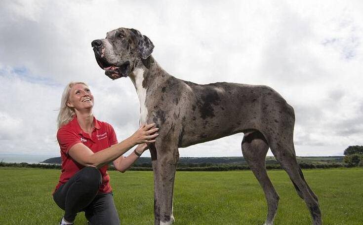 世界最大的狗 这架势足矣为之震撼 体型