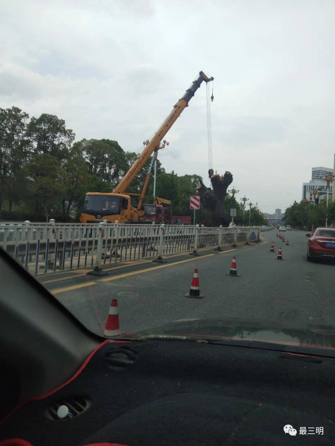 三明江滨路百年古树被移除