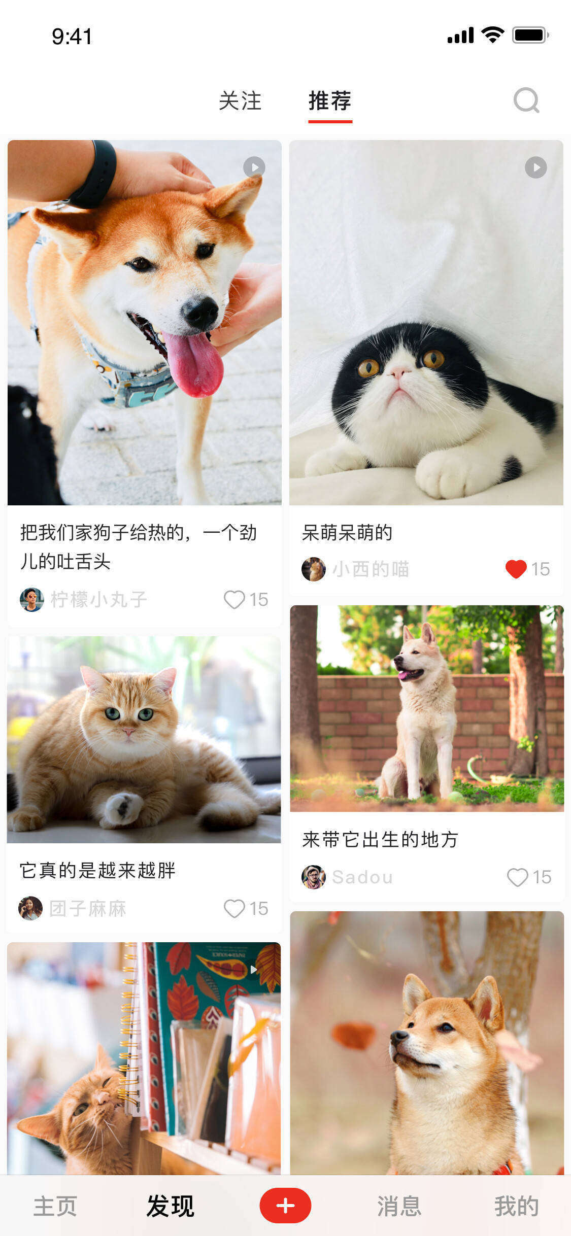 宠物猫狗超1亿只宠年年要让这些 家人 留下纪念 时间 全网搜