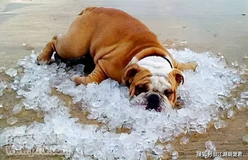 炎热的夏天小狗图片
