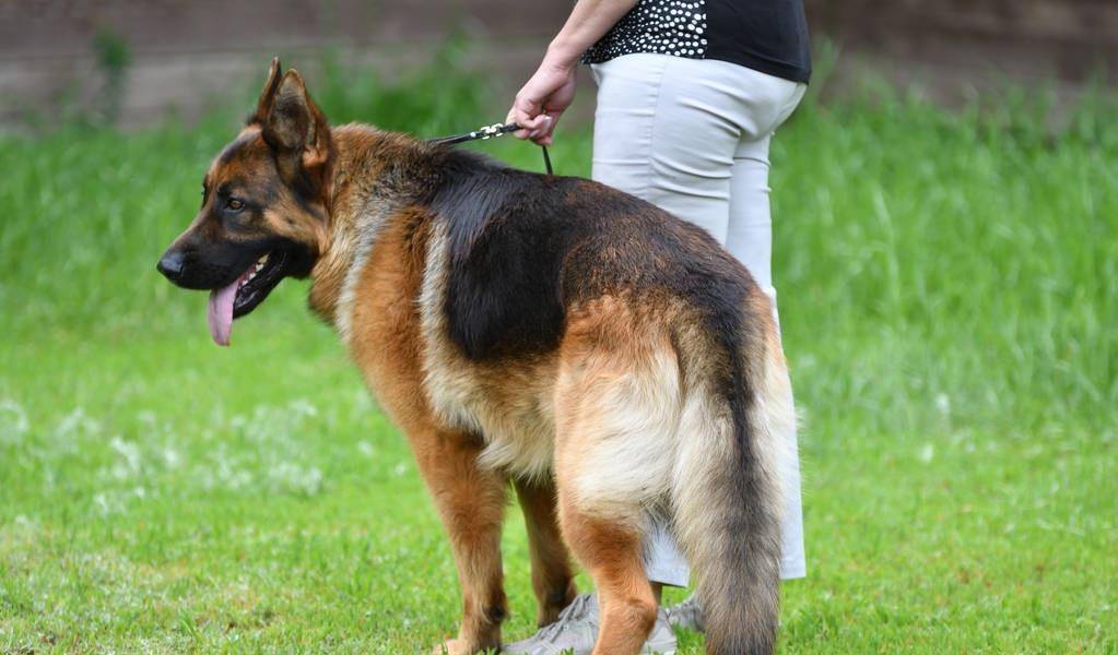 盘点5种不适合做警犬的狗 第1吃太多 倒1和犯罪分子达成共识 智商