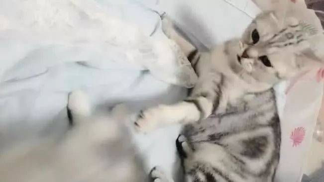 小奶貓咬了主人一口，貓媽過來就是一通亂打：主人，你看行嗎 萌趣萌寵 第3张