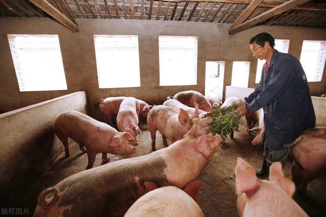 现在生猪多少钱 20320612573d436bbb23ab0d917a6266.jpeg