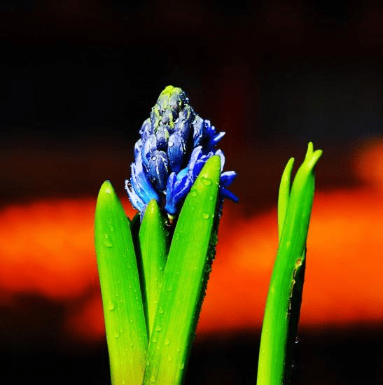 这些生肖21年有大喜 大财小财全来到 接住必能一路发发发 为人