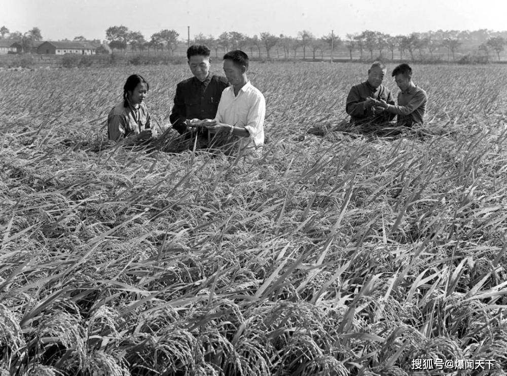 这是1975年11月,袁隆平(右三)和同事李必湖(右一)在观察杂交水稻