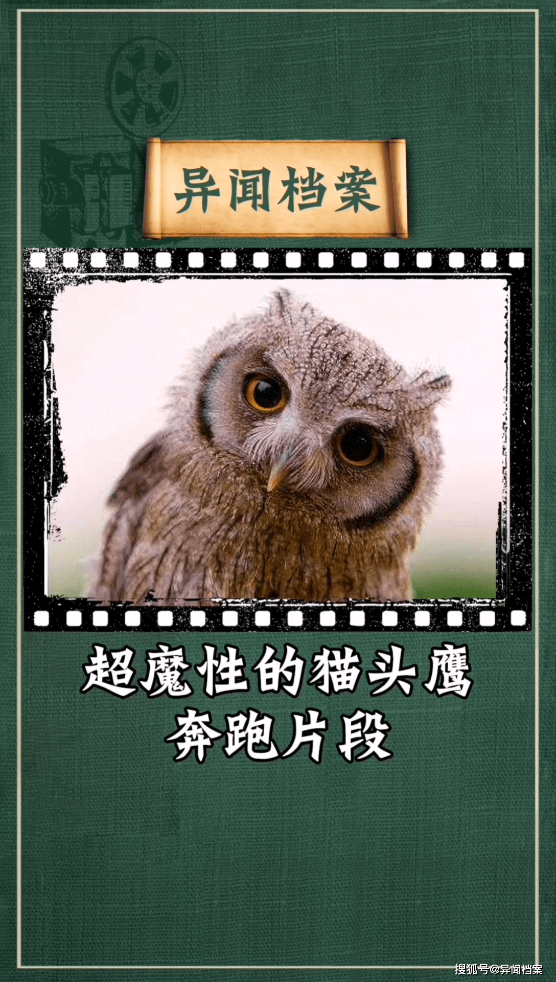 超魔性的猫头鹰奔跑片段