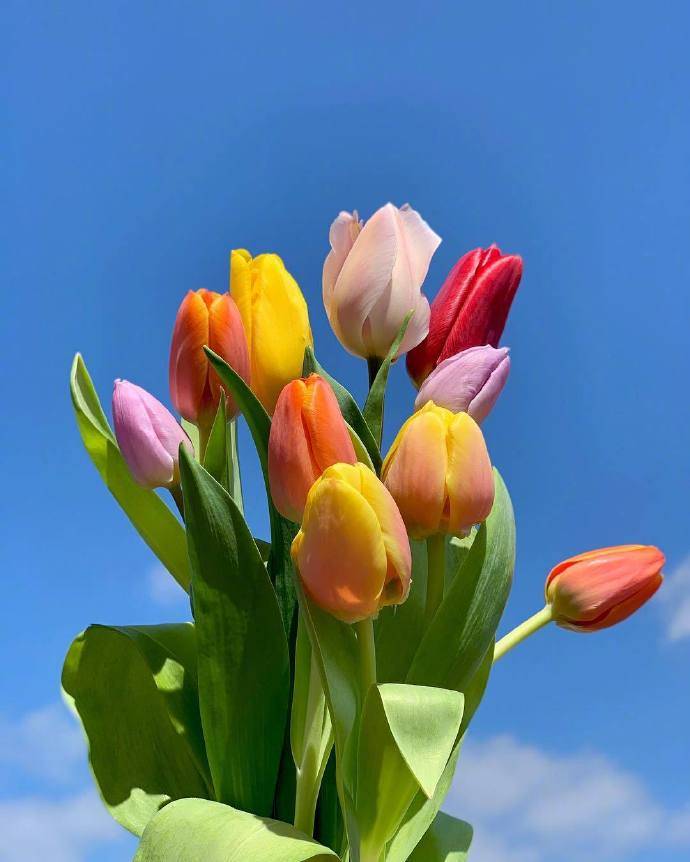 2021早安最美文案清新脱俗一见倾心