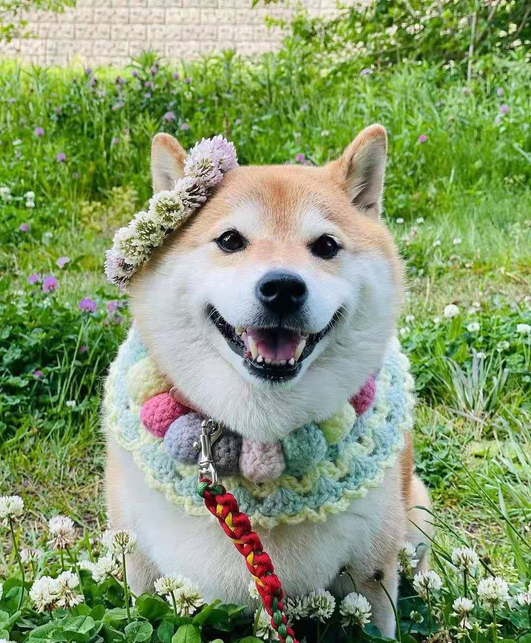 粉丝提问：豆柴和标体柴的有什么区别？价格怎么还不一样？_搜狐网