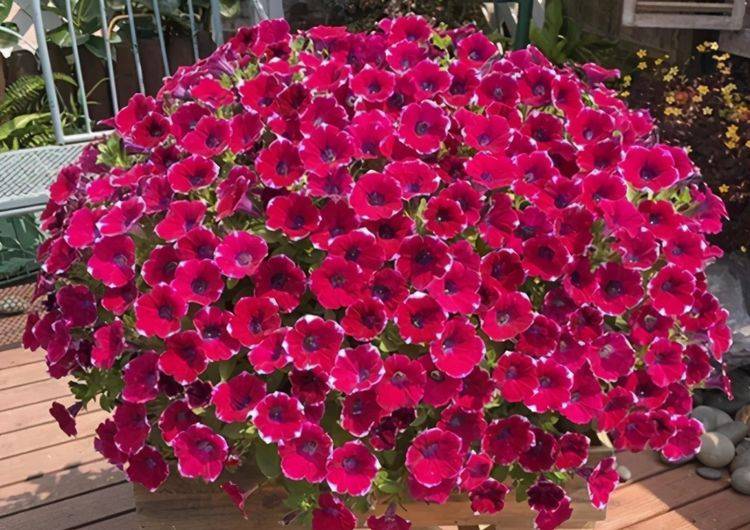 原创让矮牵牛爆盆有4个"步骤",即使买到小苗,也能轻松开爆