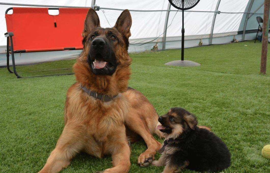 2岁德国牧羊犬 只有泰迪大小 长相却很 成熟 狗狗