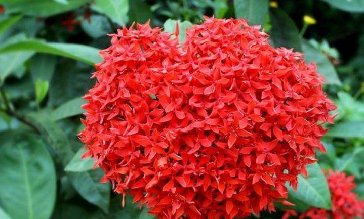 原创5种忘忧花好养又漂亮越贱养越爆盆还花香四溢