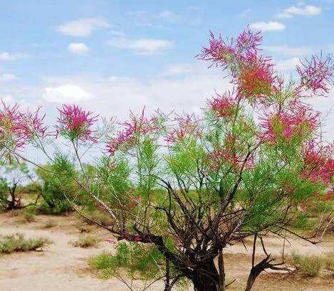 原创杨虎城的女儿为祖国找石油22岁壮烈牺牲恋人成姐姐的老伴