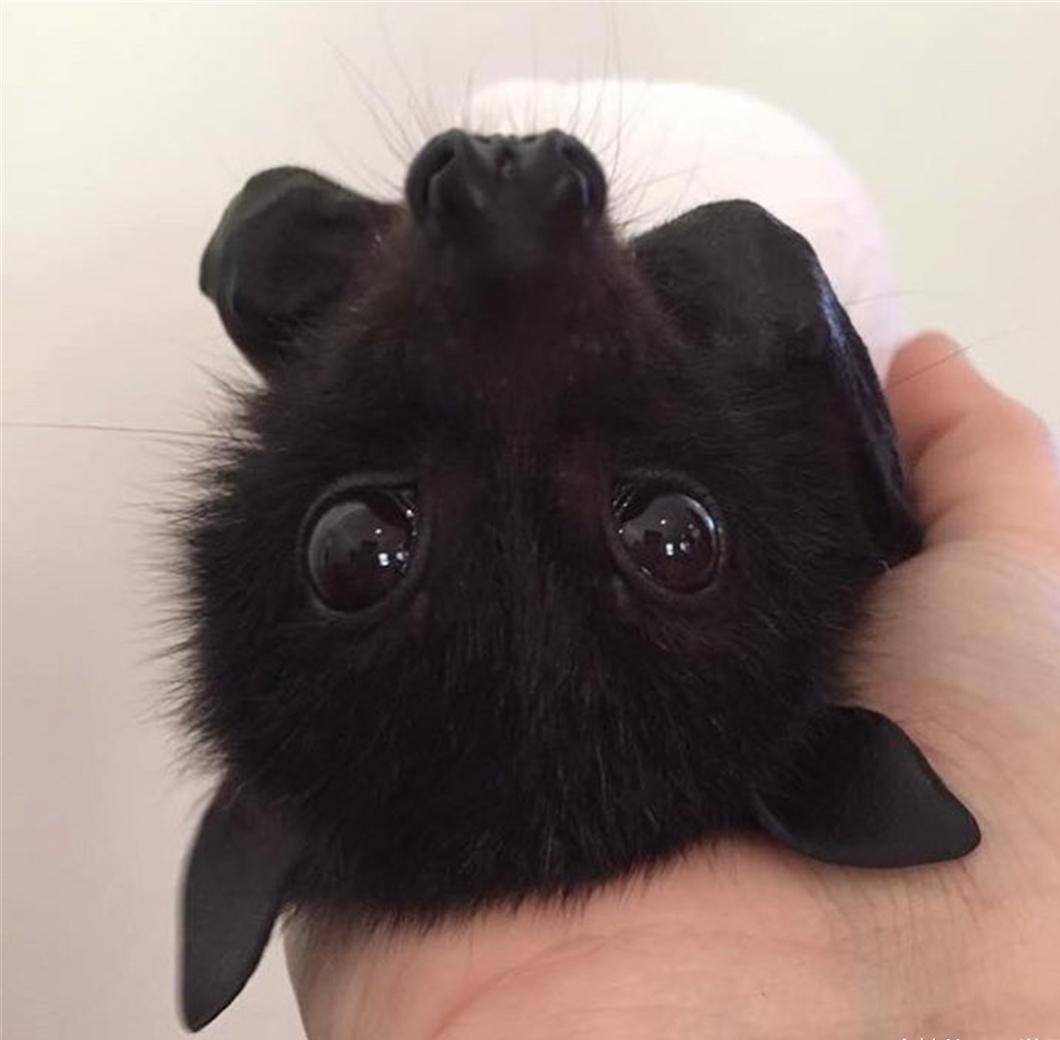 蝙蝠救援组织发布了可爱的蝙蝠照片,以展示它们实际上是多么无害