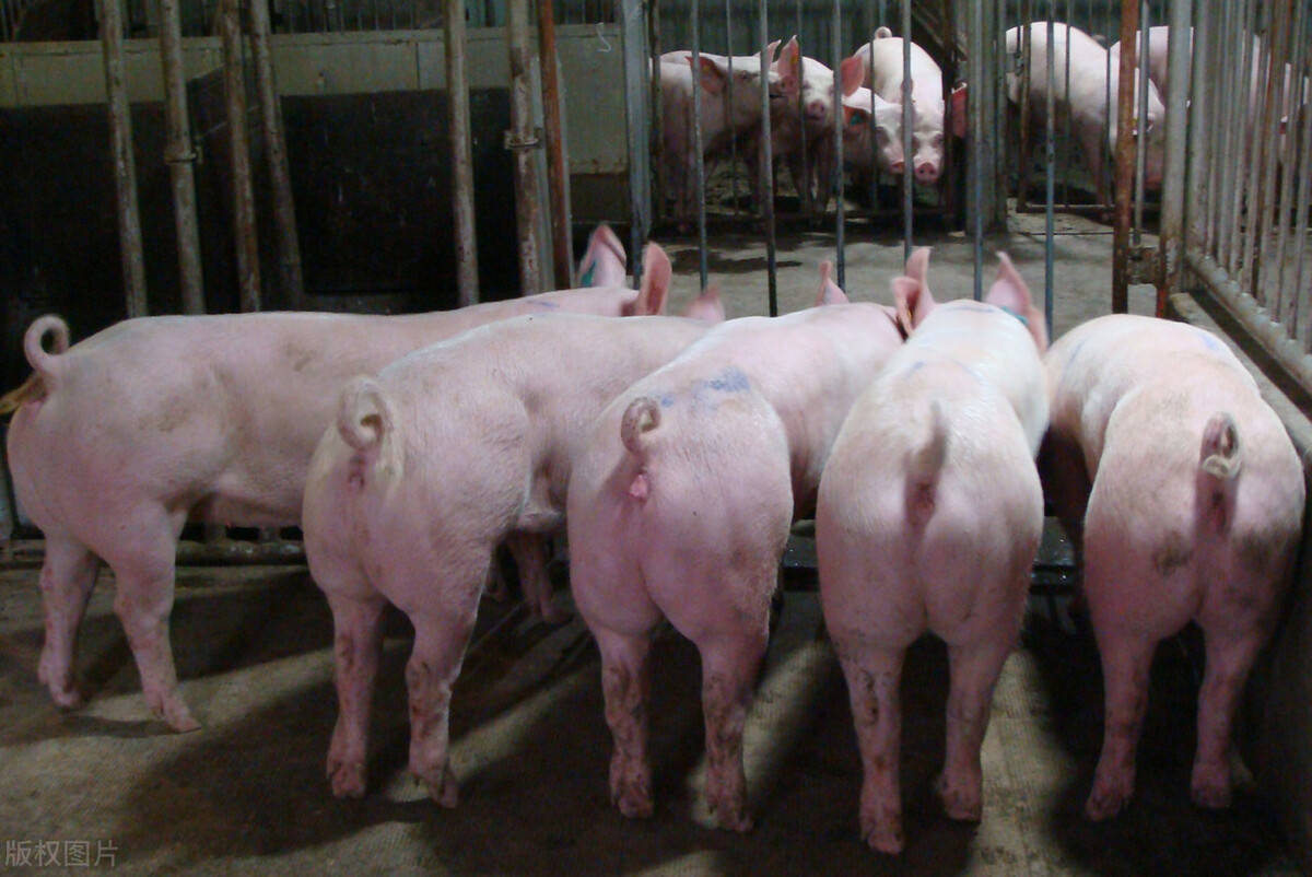 南商农科种猪生产性能测定系统，助力我国生猪种业高质量发展 - 知乎