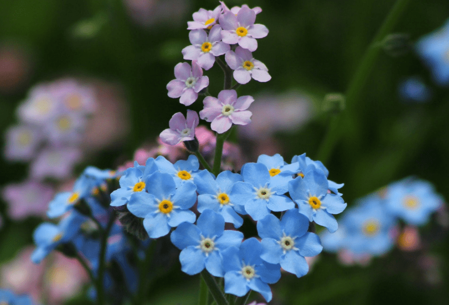 6月 鸟语花香 一切美好 爱情甜人 3生肖相约白首 旧情复燃 生活