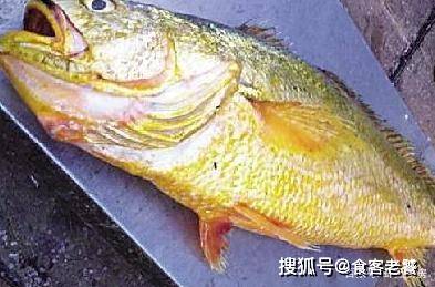 日本土豪炫富神户牛肉,迪拜炫富烤全驼,中国土豪吃了条鱼,赢了_骆驼